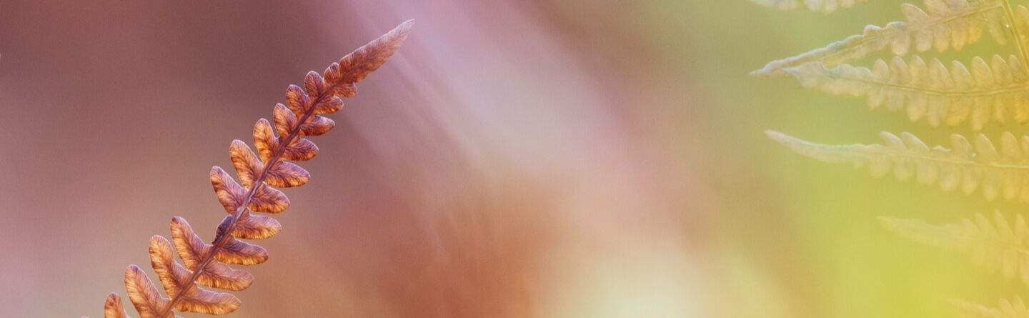 ส่วนบนสุดของเว็บไซต์